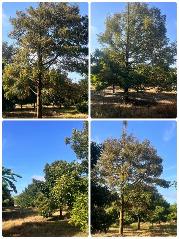 ประกาศฟรี! ซื้อ-ขาย-เช่า คอนโด บ้าน ทาวน์โฮม ที่ดิน และพื้นที่เชิงพาณิชย์ทั่วประเทศไทย ทุกทำเล ทุกงบประมาณ ไม่มีค่าใช้จ่าย ลงง่าย ขายไว เข้าถึงผู้ซื้อโดยตรง 2 230817pic1.jpg