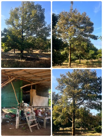 ประกาศฟรี! ซื้อ-ขาย-เช่า คอนโด บ้าน ทาวน์โฮม ที่ดิน และพื้นที่เชิงพาณิชย์ทั่วประเทศไทย ทุกทำเล ทุกงบประมาณ ไม่มีค่าใช้จ่าย ลงง่าย ขายไว เข้าถึงผู้ซื้อโดยตรง 5 230817pic4.jpg