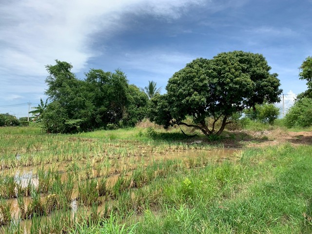 ประกาศฟรี! ซื้อ-ขาย-เช่า คอนโด บ้าน ทาวน์โฮม ที่ดิน และพื้นที่เชิงพาณิชย์ทั่วประเทศไทย ทุกทำเล ทุกงบประมาณ ไม่มีค่าใช้จ่าย ลงง่าย ขายไว เข้าถึงผู้ซื้อโดยตรง 4 503653pic3.jpg