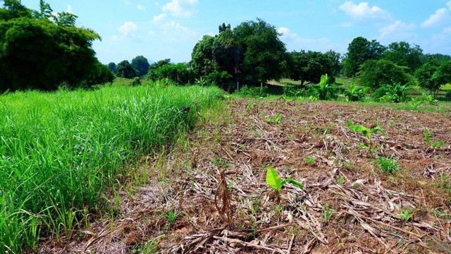 ประกาศฟรี! ซื้อ-ขาย-เช่า คอนโด บ้าน ทาวน์โฮม ที่ดิน และพื้นที่เชิงพาณิชย์ทั่วประเทศไทย ทุกทำเล ทุกงบประมาณ ไม่มีค่าใช้จ่าย ลงง่าย ขายไว เข้าถึงผู้ซื้อโดยตรง 2 230983pic1.jpg