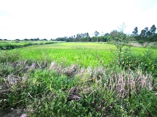 ประกาศฟรี! ซื้อ-ขาย-เช่า คอนโด บ้าน ทาวน์โฮม ที่ดิน และพื้นที่เชิงพาณิชย์ทั่วประเทศไทย ทุกทำเล ทุกงบประมาณ ไม่มีค่าใช้จ่าย ลงง่าย ขายไว เข้าถึงผู้ซื้อโดยตรง 3 306694pic2.jpg