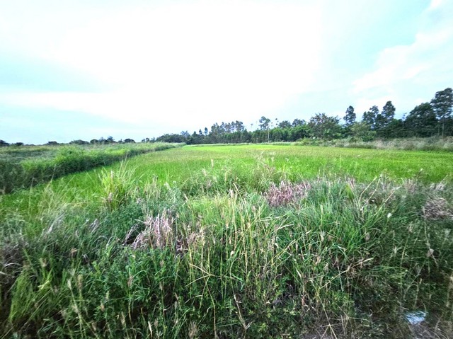 ประกาศฟรี! ซื้อ-ขาย-เช่า คอนโด บ้าน ทาวน์โฮม ที่ดิน และพื้นที่เชิงพาณิชย์ทั่วประเทศไทย ทุกทำเล ทุกงบประมาณ ไม่มีค่าใช้จ่าย ลงง่าย ขายไว เข้าถึงผู้ซื้อโดยตรง 5 306694pic4.jpg