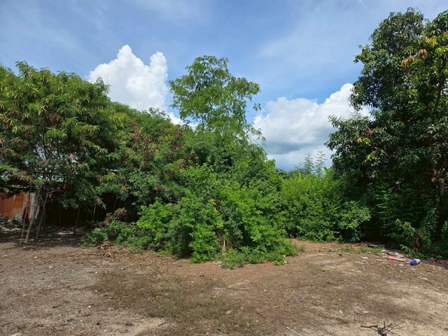 ประกาศฟรี! ซื้อ-ขาย-เช่า คอนโด บ้าน ทาวน์โฮม ที่ดิน และพื้นที่เชิงพาณิชย์ทั่วประเทศไทย ทุกทำเล ทุกงบประมาณ ไม่มีค่าใช้จ่าย ลงง่าย ขายไว เข้าถึงผู้ซื้อโดยตรง 2 292929pic1.jpg