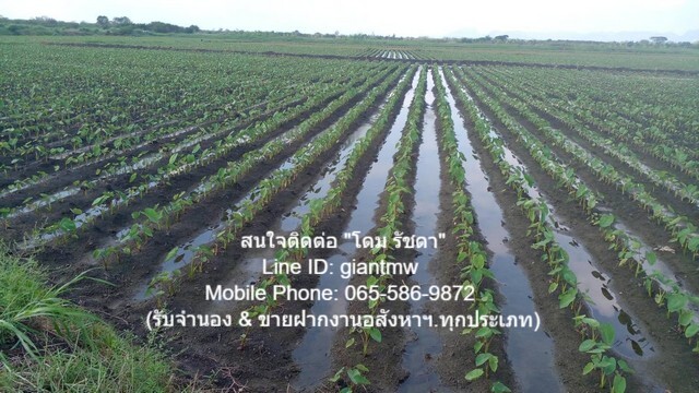 ประกาศฟรี! ซื้อ-ขาย-เช่า คอนโด บ้าน ทาวน์โฮม ที่ดิน และพื้นที่เชิงพาณิชย์ทั่วประเทศไทย ทุกทำเล ทุกงบประมาณ ไม่มีค่าใช้จ่าย ลงง่าย ขายไว เข้าถึงผู้ซื้อโดยตรง 5 21923pic4.jpg