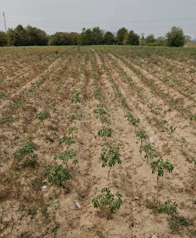 ประกาศฟรี! ซื้อ-ขาย-เช่า คอนโด บ้าน ทาวน์โฮม ที่ดิน และพื้นที่เชิงพาณิชย์ทั่วประเทศไทย ทุกทำเล ทุกงบประมาณ ไม่มีค่าใช้จ่าย ลงง่าย ขายไว เข้าถึงผู้ซื้อโดยตรง 2 307821pic1.jpg