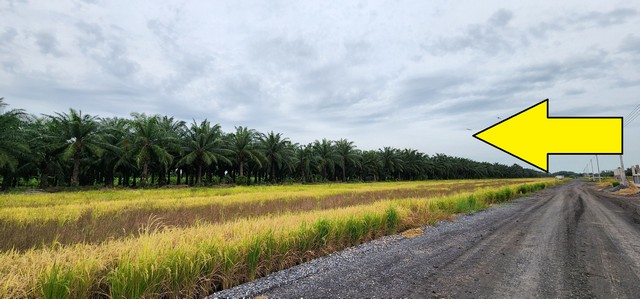 ประกาศฟรี! ซื้อ-ขาย-เช่า คอนโด บ้าน ทาวน์โฮม ที่ดิน และพื้นที่เชิงพาณิชย์ทั่วประเทศไทย ทุกทำเล ทุกงบประมาณ ไม่มีค่าใช้จ่าย ลงง่าย ขายไว เข้าถึงผู้ซื้อโดยตรง 2 504938pic1.jpg