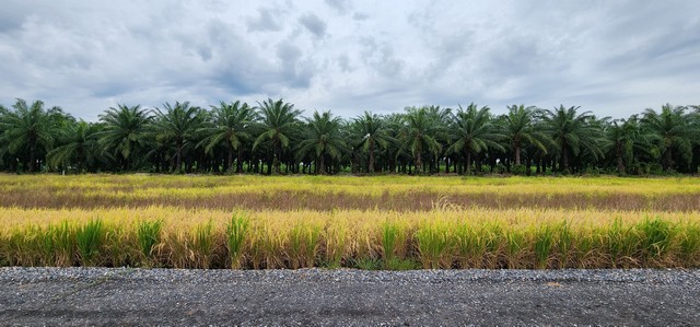 ประกาศฟรี! ซื้อ-ขาย-เช่า คอนโด บ้าน ทาวน์โฮม ที่ดิน และพื้นที่เชิงพาณิชย์ทั่วประเทศไทย ทุกทำเล ทุกงบประมาณ ไม่มีค่าใช้จ่าย ลงง่าย ขายไว เข้าถึงผู้ซื้อโดยตรง 4 504938pic3.jpg