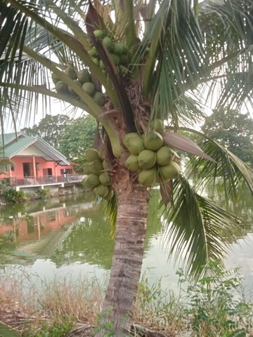 ประกาศฟรี! ซื้อ-ขาย-เช่า คอนโด บ้าน ทาวน์โฮม ที่ดิน และพื้นที่เชิงพาณิชย์ทั่วประเทศไทย ทุกทำเล ทุกงบประมาณ ไม่มีค่าใช้จ่าย ลงง่าย ขายไว เข้าถึงผู้ซื้อโดยตรง 2 298242pic1.jpg