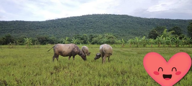 ประกาศฟรี! ซื้อ-ขาย-เช่า คอนโด บ้าน ทาวน์โฮม ที่ดิน และพื้นที่เชิงพาณิชย์ทั่วประเทศไทย ทุกทำเล ทุกงบประมาณ ไม่มีค่าใช้จ่าย ลงง่าย ขายไว เข้าถึงผู้ซื้อโดยตรง 2 7383pic1.jpg