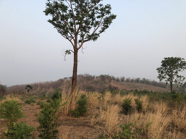 ประกาศฟรี! ซื้อ-ขาย-เช่า คอนโด บ้าน ทาวน์โฮม ที่ดิน และพื้นที่เชิงพาณิชย์ทั่วประเทศไทย ทุกทำเล ทุกงบประมาณ ไม่มีค่าใช้จ่าย ลงง่าย ขายไว เข้าถึงผู้ซื้อโดยตรง 2 7367pic1.jpg