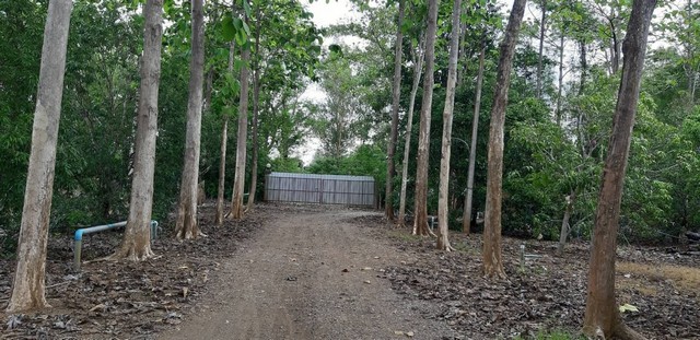 ประกาศฟรี! ซื้อ-ขาย-เช่า คอนโด บ้าน ทาวน์โฮม ที่ดิน และพื้นที่เชิงพาณิชย์ทั่วประเทศไทย ทุกทำเล ทุกงบประมาณ ไม่มีค่าใช้จ่าย ลงง่าย ขายไว เข้าถึงผู้ซื้อโดยตรง 2 308177pic1.jpg