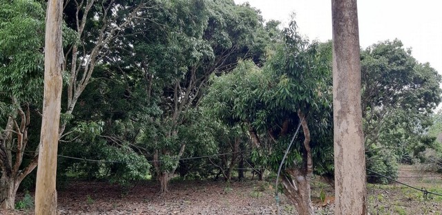 ประกาศฟรี! ซื้อ-ขาย-เช่า คอนโด บ้าน ทาวน์โฮม ที่ดิน และพื้นที่เชิงพาณิชย์ทั่วประเทศไทย ทุกทำเล ทุกงบประมาณ ไม่มีค่าใช้จ่าย ลงง่าย ขายไว เข้าถึงผู้ซื้อโดยตรง 3 308177pic2.jpg