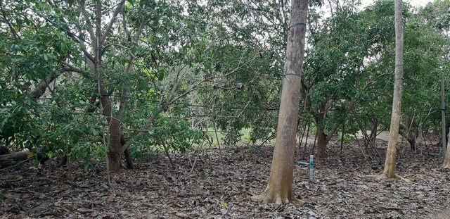 ประกาศฟรี! ซื้อ-ขาย-เช่า คอนโด บ้าน ทาวน์โฮม ที่ดิน และพื้นที่เชิงพาณิชย์ทั่วประเทศไทย ทุกทำเล ทุกงบประมาณ ไม่มีค่าใช้จ่าย ลงง่าย ขายไว เข้าถึงผู้ซื้อโดยตรง 5 308177pic4.jpg