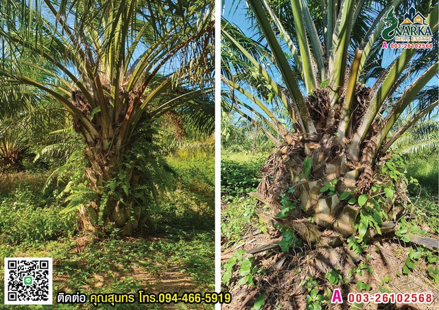 ประกาศฟรี! ซื้อ-ขาย-เช่า คอนโด บ้าน ทาวน์โฮม ที่ดิน และพื้นที่เชิงพาณิชย์ทั่วประเทศไทย ทุกทำเล ทุกงบประมาณ ไม่มีค่าใช้จ่าย ลงง่าย ขายไว เข้าถึงผู้ซื้อโดยตรง 3 308229pic2.jpg