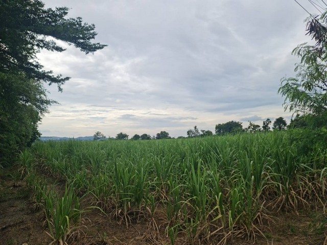 ประกาศฟรี! ซื้อ-ขาย-เช่า คอนโด บ้าน ทาวน์โฮม ที่ดิน และพื้นที่เชิงพาณิชย์ทั่วประเทศไทย ทุกทำเล ทุกงบประมาณ ไม่มีค่าใช้จ่าย ลงง่าย ขายไว เข้าถึงผู้ซื้อโดยตรง 2 294469pic1.jpg