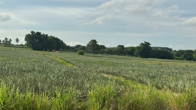 ประกาศฟรี! ซื้อ-ขาย-เช่า คอนโด บ้าน ทาวน์โฮม ที่ดิน และพื้นที่เชิงพาณิชย์ทั่วประเทศไทย ทุกทำเล ทุกงบประมาณ ไม่มีค่าใช้จ่าย ลงง่าย ขายไว เข้าถึงผู้ซื้อโดยตรง 3 308373pic2.jpg