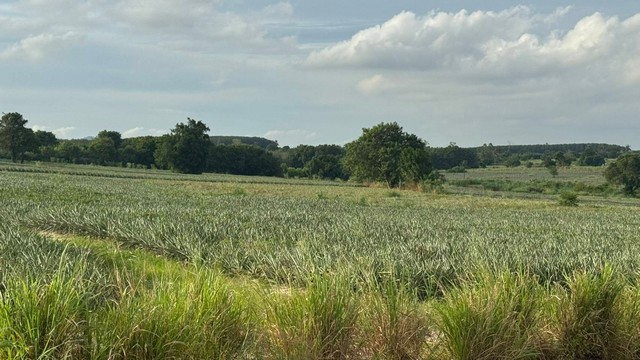 ประกาศฟรี! ซื้อ-ขาย-เช่า คอนโด บ้าน ทาวน์โฮม ที่ดิน และพื้นที่เชิงพาณิชย์ทั่วประเทศไทย ทุกทำเล ทุกงบประมาณ ไม่มีค่าใช้จ่าย ลงง่าย ขายไว เข้าถึงผู้ซื้อโดยตรง 5 308373pic4.jpg