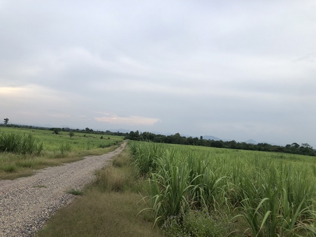 ประกาศฟรี! ซื้อ-ขาย-เช่า คอนโด บ้าน ทาวน์โฮม ที่ดิน และพื้นที่เชิงพาณิชย์ทั่วประเทศไทย ทุกทำเล ทุกงบประมาณ ไม่มีค่าใช้จ่าย ลงง่าย ขายไว เข้าถึงผู้ซื้อโดยตรง 3 7383pic2.jpg