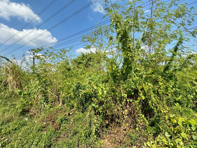 ประกาศฟรี! ซื้อ-ขาย-เช่า คอนโด บ้าน ทาวน์โฮม ที่ดิน และพื้นที่เชิงพาณิชย์ทั่วประเทศไทย ทุกทำเล ทุกงบประมาณ ไม่มีค่าใช้จ่าย ลงง่าย ขายไว เข้าถึงผู้ซื้อโดยตรง 3 308540pic2.jpg