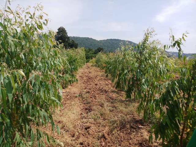 ประกาศฟรี! ซื้อ-ขาย-เช่า คอนโด บ้าน ทาวน์โฮม ที่ดิน และพื้นที่เชิงพาณิชย์ทั่วประเทศไทย ทุกทำเล ทุกงบประมาณ ไม่มีค่าใช้จ่าย ลงง่าย ขายไว เข้าถึงผู้ซื้อโดยตรง 2 292423pic1.jpg