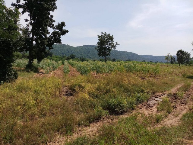 ประกาศฟรี! ซื้อ-ขาย-เช่า คอนโด บ้าน ทาวน์โฮม ที่ดิน และพื้นที่เชิงพาณิชย์ทั่วประเทศไทย ทุกทำเล ทุกงบประมาณ ไม่มีค่าใช้จ่าย ลงง่าย ขายไว เข้าถึงผู้ซื้อโดยตรง 3 292423pic2.jpg