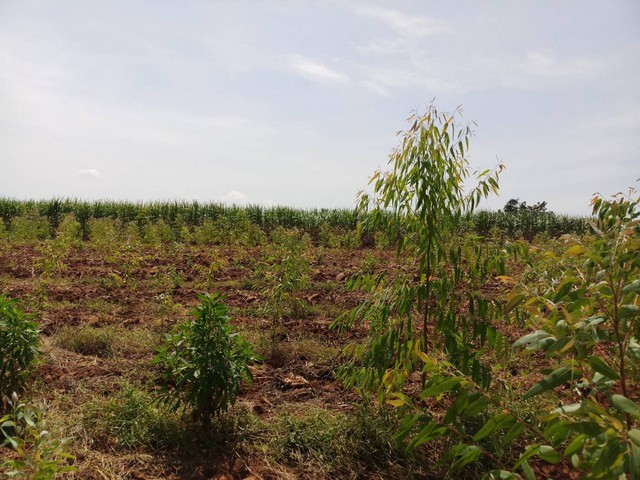 ประกาศฟรี! ซื้อ-ขาย-เช่า คอนโด บ้าน ทาวน์โฮม ที่ดิน และพื้นที่เชิงพาณิชย์ทั่วประเทศไทย ทุกทำเล ทุกงบประมาณ ไม่มีค่าใช้จ่าย ลงง่าย ขายไว เข้าถึงผู้ซื้อโดยตรง 5 292423pic4.jpg