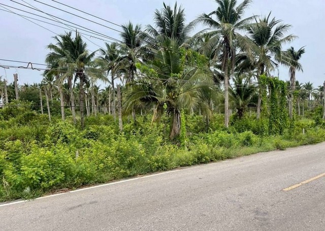 ประกาศฟรี! ซื้อ-ขาย-เช่า คอนโด บ้าน ทาวน์โฮม ที่ดิน และพื้นที่เชิงพาณิชย์ทั่วประเทศไทย ทุกทำเล ทุกงบประมาณ ไม่มีค่าใช้จ่าย ลงง่าย ขายไว เข้าถึงผู้ซื้อโดยตรง 3 309031pic2.jpg