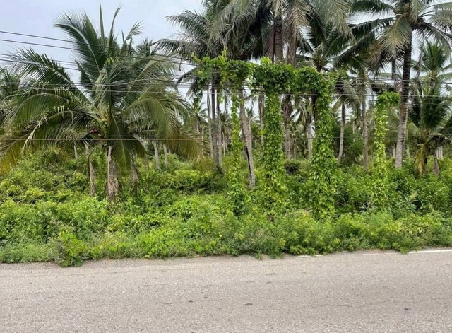 ประกาศฟรี! ซื้อ-ขาย-เช่า คอนโด บ้าน ทาวน์โฮม ที่ดิน และพื้นที่เชิงพาณิชย์ทั่วประเทศไทย ทุกทำเล ทุกงบประมาณ ไม่มีค่าใช้จ่าย ลงง่าย ขายไว เข้าถึงผู้ซื้อโดยตรง 4 309031pic3.jpg