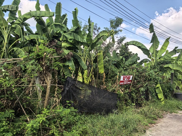 ประกาศฟรี! ซื้อ-ขาย-เช่า คอนโด บ้าน ทาวน์โฮม ที่ดิน และพื้นที่เชิงพาณิชย์ทั่วประเทศไทย ทุกทำเล ทุกงบประมาณ ไม่มีค่าใช้จ่าย ลงง่าย ขายไว เข้าถึงผู้ซื้อโดยตรง 24 ขายที่ดิน-70ตรว-คลอง11-หมู่บ้านนริศรา-ซ4-01.jpg