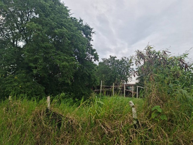 ประกาศฟรี! ซื้อ-ขาย-เช่า คอนโด บ้าน ทาวน์โฮม ที่ดิน และพื้นที่เชิงพาณิชย์ทั่วประเทศไทย ทุกทำเล ทุกงบประมาณ ไม่มีค่าใช้จ่าย ลงง่าย ขายไว เข้าถึงผู้ซื้อโดยตรง 2 294469pic1.jpg