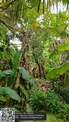 ประกาศฟรี! ซื้อ-ขาย-เช่า คอนโด บ้าน ทาวน์โฮม ที่ดิน และพื้นที่เชิงพาณิชย์ทั่วประเทศไทย ทุกทำเล ทุกงบประมาณ ไม่มีค่าใช้จ่าย ลงง่าย ขายไว เข้าถึงผู้ซื้อโดยตรง 3 307654pic2.jpg