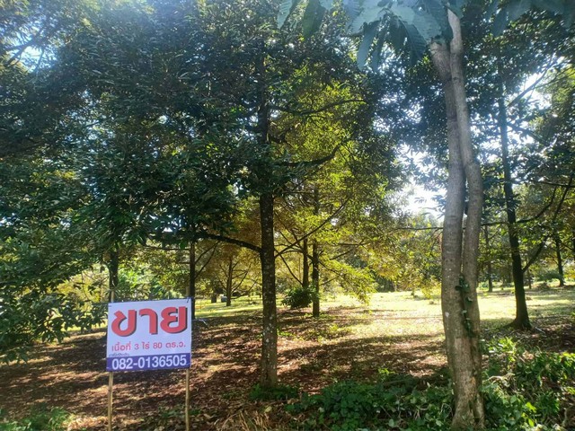 ประกาศฟรี! ซื้อ-ขาย-เช่า คอนโด บ้าน ทาวน์โฮม ที่ดิน และพื้นที่เชิงพาณิชย์ทั่วประเทศไทย ทุกทำเล ทุกงบประมาณ ไม่มีค่าใช้จ่าย ลงง่าย ขายไว เข้าถึงผู้ซื้อโดยตรง 2 292718pic1.jpg