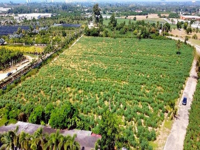 ประกาศฟรี! ซื้อ-ขาย-เช่า คอนโด บ้าน ทาวน์โฮม ที่ดิน และพื้นที่เชิงพาณิชย์ทั่วประเทศไทย ทุกทำเล ทุกงบประมาณ ไม่มีค่าใช้จ่าย ลงง่าย ขายไว เข้าถึงผู้ซื้อโดยตรง 3 309281pic2.jpg