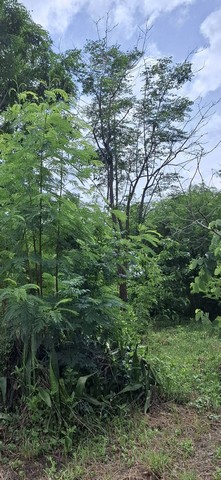 ประกาศฟรี! ซื้อ-ขาย-เช่า คอนโด บ้าน ทาวน์โฮม ที่ดิน และพื้นที่เชิงพาณิชย์ทั่วประเทศไทย ทุกทำเล ทุกงบประมาณ ไม่มีค่าใช้จ่าย ลงง่าย ขายไว เข้าถึงผู้ซื้อโดยตรง 2 208764pic1.jpg