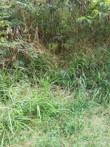 ประกาศฟรี! ซื้อ-ขาย-เช่า คอนโด บ้าน ทาวน์โฮม ที่ดิน และพื้นที่เชิงพาณิชย์ทั่วประเทศไทย ทุกทำเล ทุกงบประมาณ ไม่มีค่าใช้จ่าย ลงง่าย ขายไว เข้าถึงผู้ซื้อโดยตรง 3 204214pic2.jpg