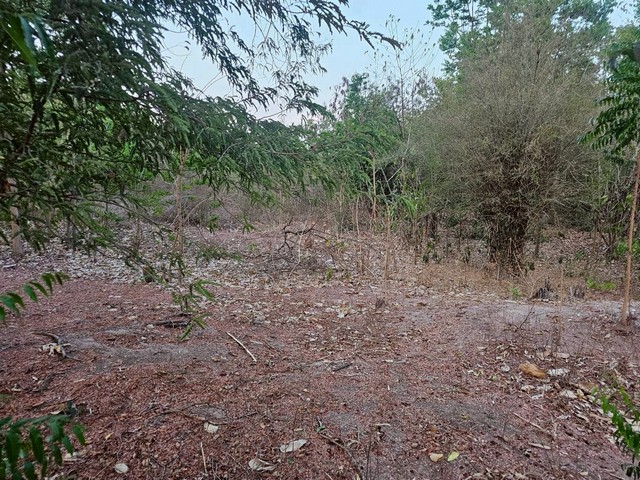 ประกาศฟรี! ซื้อ-ขาย-เช่า คอนโด บ้าน ทาวน์โฮม ที่ดิน และพื้นที่เชิงพาณิชย์ทั่วประเทศไทย ทุกทำเล ทุกงบประมาณ ไม่มีค่าใช้จ่าย ลงง่าย ขายไว เข้าถึงผู้ซื้อโดยตรง 5 310129pic4.jpg