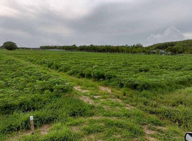 ประกาศฟรี! ซื้อ-ขาย-เช่า คอนโด บ้าน ทาวน์โฮม ที่ดิน และพื้นที่เชิงพาณิชย์ทั่วประเทศไทย ทุกทำเล ทุกงบประมาณ ไม่มีค่าใช้จ่าย ลงง่าย ขายไว เข้าถึงผู้ซื้อโดยตรง 2 309789pic1.jpg