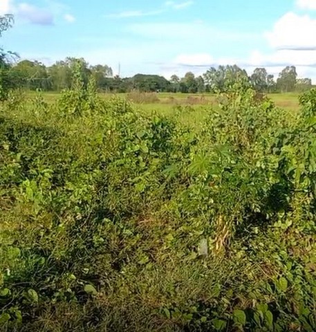 ประกาศฟรี! ซื้อ-ขาย-เช่า คอนโด บ้าน ทาวน์โฮม ที่ดิน และพื้นที่เชิงพาณิชย์ทั่วประเทศไทย ทุกทำเล ทุกงบประมาณ ไม่มีค่าใช้จ่าย ลงง่าย ขายไว เข้าถึงผู้ซื้อโดยตรง 3 11266pic2.jpg