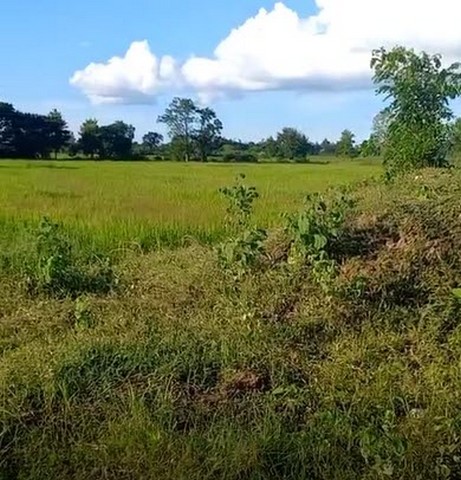 ประกาศฟรี! ซื้อ-ขาย-เช่า คอนโด บ้าน ทาวน์โฮม ที่ดิน และพื้นที่เชิงพาณิชย์ทั่วประเทศไทย ทุกทำเล ทุกงบประมาณ ไม่มีค่าใช้จ่าย ลงง่าย ขายไว เข้าถึงผู้ซื้อโดยตรง 4 11266pic3.jpg