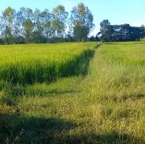 ประกาศฟรี! ซื้อ-ขาย-เช่า คอนโด บ้าน ทาวน์โฮม ที่ดิน และพื้นที่เชิงพาณิชย์ทั่วประเทศไทย ทุกทำเล ทุกงบประมาณ ไม่มีค่าใช้จ่าย ลงง่าย ขายไว เข้าถึงผู้ซื้อโดยตรง 5 11266pic4.jpg