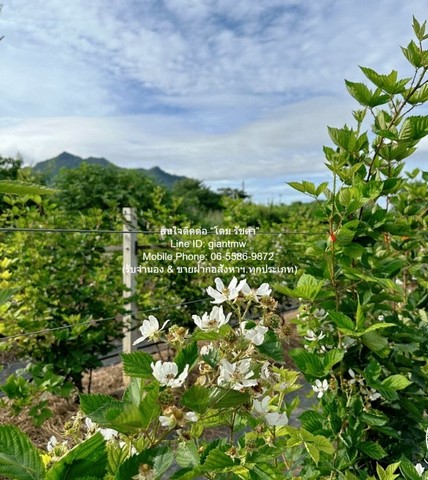 ประกาศฟรี! ซื้อ-ขาย-เช่า คอนโด บ้าน ทาวน์โฮม ที่ดิน และพื้นที่เชิงพาณิชย์ทั่วประเทศไทย ทุกทำเล ทุกงบประมาณ ไม่มีค่าใช้จ่าย ลงง่าย ขายไว เข้าถึงผู้ซื้อโดยตรง 2 291906pic1.jpg