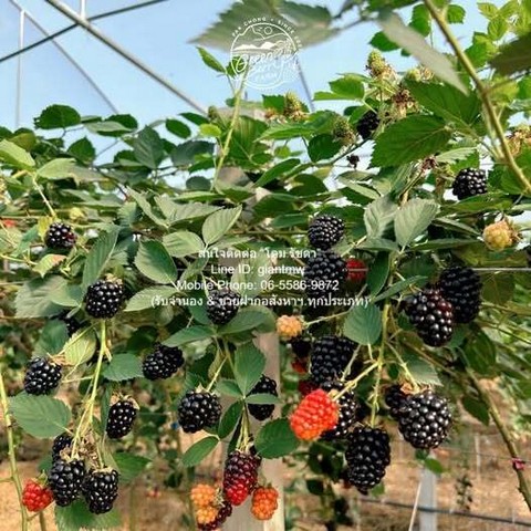 ประกาศฟรี! ซื้อ-ขาย-เช่า คอนโด บ้าน ทาวน์โฮม ที่ดิน และพื้นที่เชิงพาณิชย์ทั่วประเทศไทย ทุกทำเล ทุกงบประมาณ ไม่มีค่าใช้จ่าย ลงง่าย ขายไว เข้าถึงผู้ซื้อโดยตรง 5 291906pic4.jpg