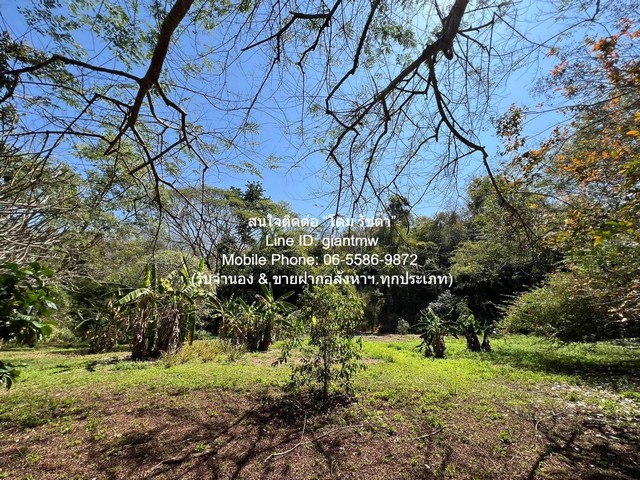 ประกาศฟรี! ซื้อ-ขาย-เช่า คอนโด บ้าน ทาวน์โฮม ที่ดิน และพื้นที่เชิงพาณิชย์ทั่วประเทศไทย ทุกทำเล ทุกงบประมาณ ไม่มีค่าใช้จ่าย ลงง่าย ขายไว เข้าถึงผู้ซื้อโดยตรง 2 287572pic1.jpg