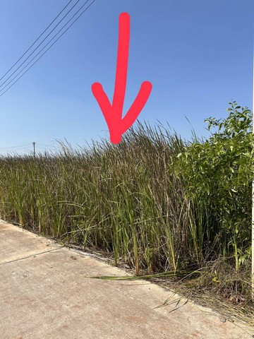 ประกาศฟรี! ซื้อ-ขาย-เช่า คอนโด บ้าน ทาวน์โฮม ที่ดิน และพื้นที่เชิงพาณิชย์ทั่วประเทศไทย ทุกทำเล ทุกงบประมาณ ไม่มีค่าใช้จ่าย ลงง่าย ขายไว เข้าถึงผู้ซื้อโดยตรง 3 293435pic2.jpg