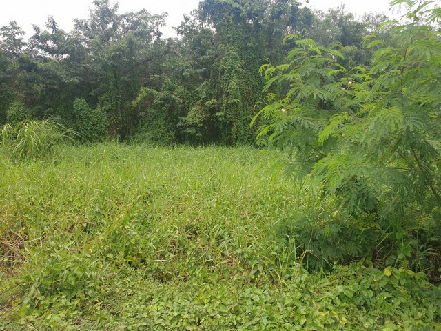 ประกาศฟรี! ซื้อ-ขาย-เช่า คอนโด บ้าน ทาวน์โฮม ที่ดิน และพื้นที่เชิงพาณิชย์ทั่วประเทศไทย ทุกทำเล ทุกงบประมาณ ไม่มีค่าใช้จ่าย ลงง่าย ขายไว เข้าถึงผู้ซื้อโดยตรง 5 13878pic4.jpg