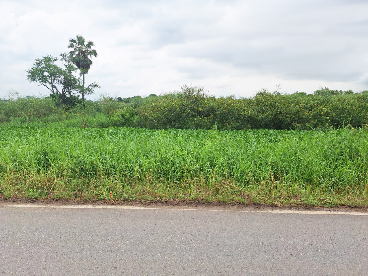 ประกาศฟรี! ซื้อ-ขาย-เช่า คอนโด บ้าน ทาวน์โฮม ที่ดิน และพื้นที่เชิงพาณิชย์ทั่วประเทศไทย ทุกทำเล ทุกงบประมาณ ไม่มีค่าใช้จ่าย ลงง่าย ขายไว เข้าถึงผู้ซื้อโดยตรง 3 293490pic2.jpg