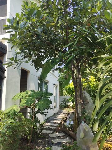 ประกาศฟรี! ซื้อ-ขาย-เช่า คอนโด บ้าน ทาวน์โฮม ที่ดิน และพื้นที่เชิงพาณิชย์ทั่วประเทศไทย ทุกทำเล ทุกงบประมาณ ไม่มีค่าใช้จ่าย ลงง่าย ขายไว เข้าถึงผู้ซื้อโดยตรง 5 247489pic4.jpg