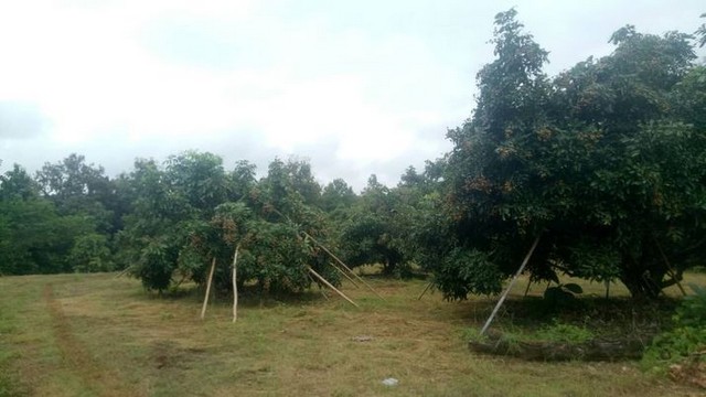 ประกาศฟรี! ซื้อ-ขาย-เช่า คอนโด บ้าน ทาวน์โฮม ที่ดิน และพื้นที่เชิงพาณิชย์ทั่วประเทศไทย ทุกทำเล ทุกงบประมาณ ไม่มีค่าใช้จ่าย ลงง่าย ขายไว เข้าถึงผู้ซื้อโดยตรง 3 224751pic2.jpg