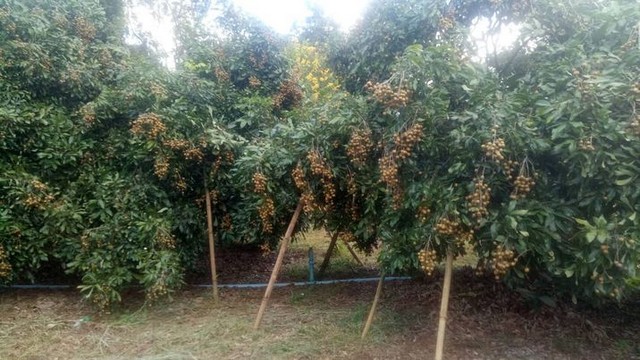 ประกาศฟรี! ซื้อ-ขาย-เช่า คอนโด บ้าน ทาวน์โฮม ที่ดิน และพื้นที่เชิงพาณิชย์ทั่วประเทศไทย ทุกทำเล ทุกงบประมาณ ไม่มีค่าใช้จ่าย ลงง่าย ขายไว เข้าถึงผู้ซื้อโดยตรง 4 224751pic3.jpg