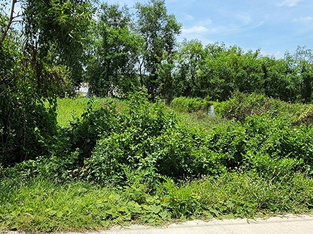 ประกาศฟรี! ซื้อ-ขาย-เช่า คอนโด บ้าน ทาวน์โฮม ที่ดิน และพื้นที่เชิงพาณิชย์ทั่วประเทศไทย ทุกทำเล ทุกงบประมาณ ไม่มีค่าใช้จ่าย ลงง่าย ขายไว เข้าถึงผู้ซื้อโดยตรง 5 13904pic4.jpg